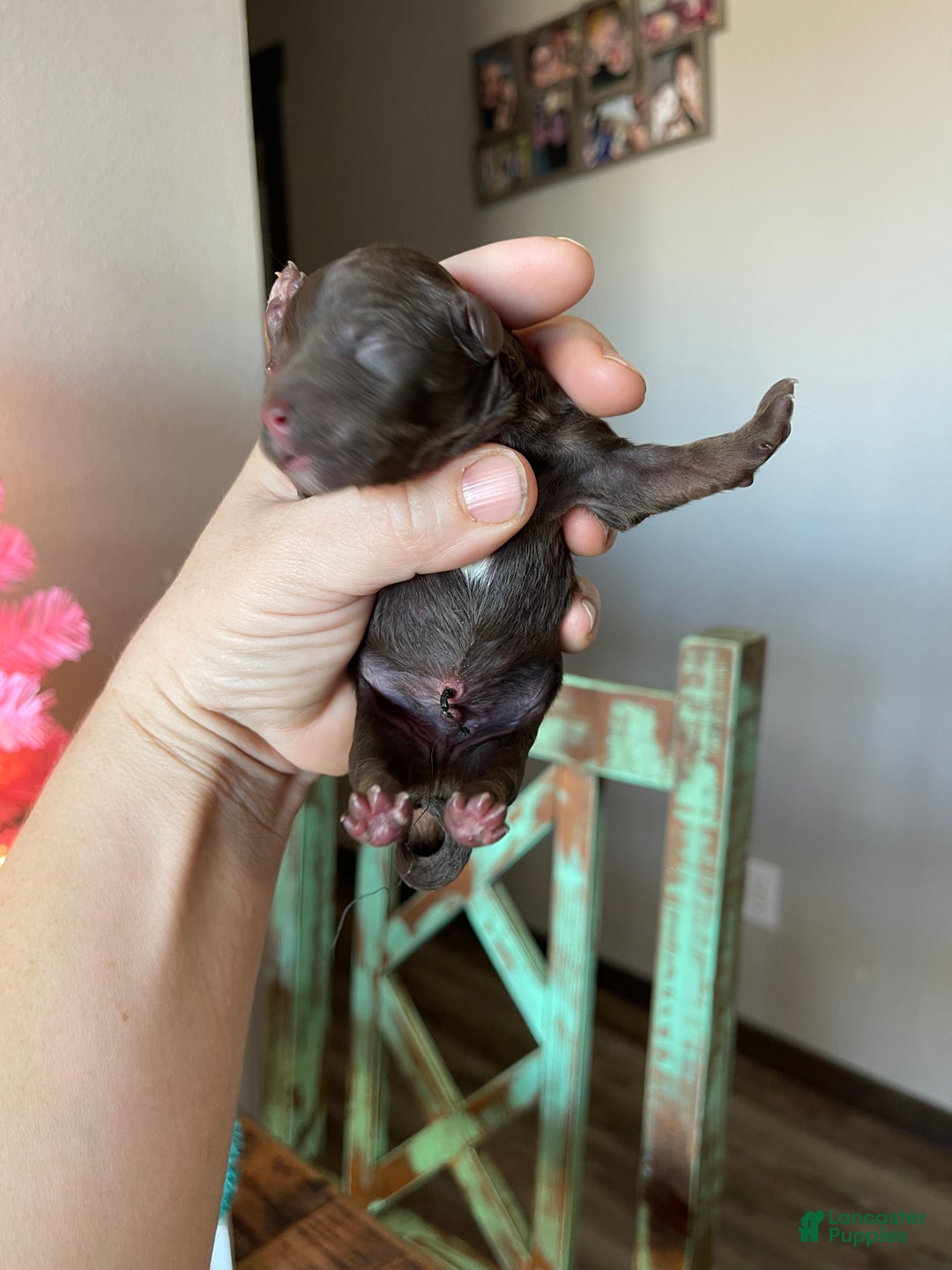 Miniature Poodle dogs for sale: Akc Clear Chocolate Phantom Boy 2 - Ad 1