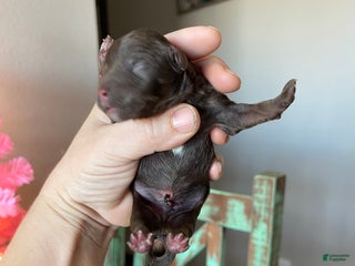 Miniature Poodle dogs Akc Clear Chocolate Phantom Boy 2 - Ad 31