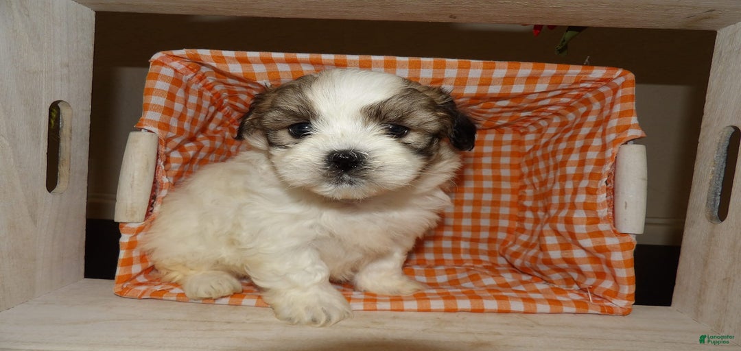 Gallery Image {{count}}