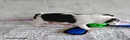Boston Terrier dogs for sale: Ronnie - Ad 7