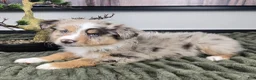 Miniature Australian Shepherd dogs for sale: Sally - Ad 5