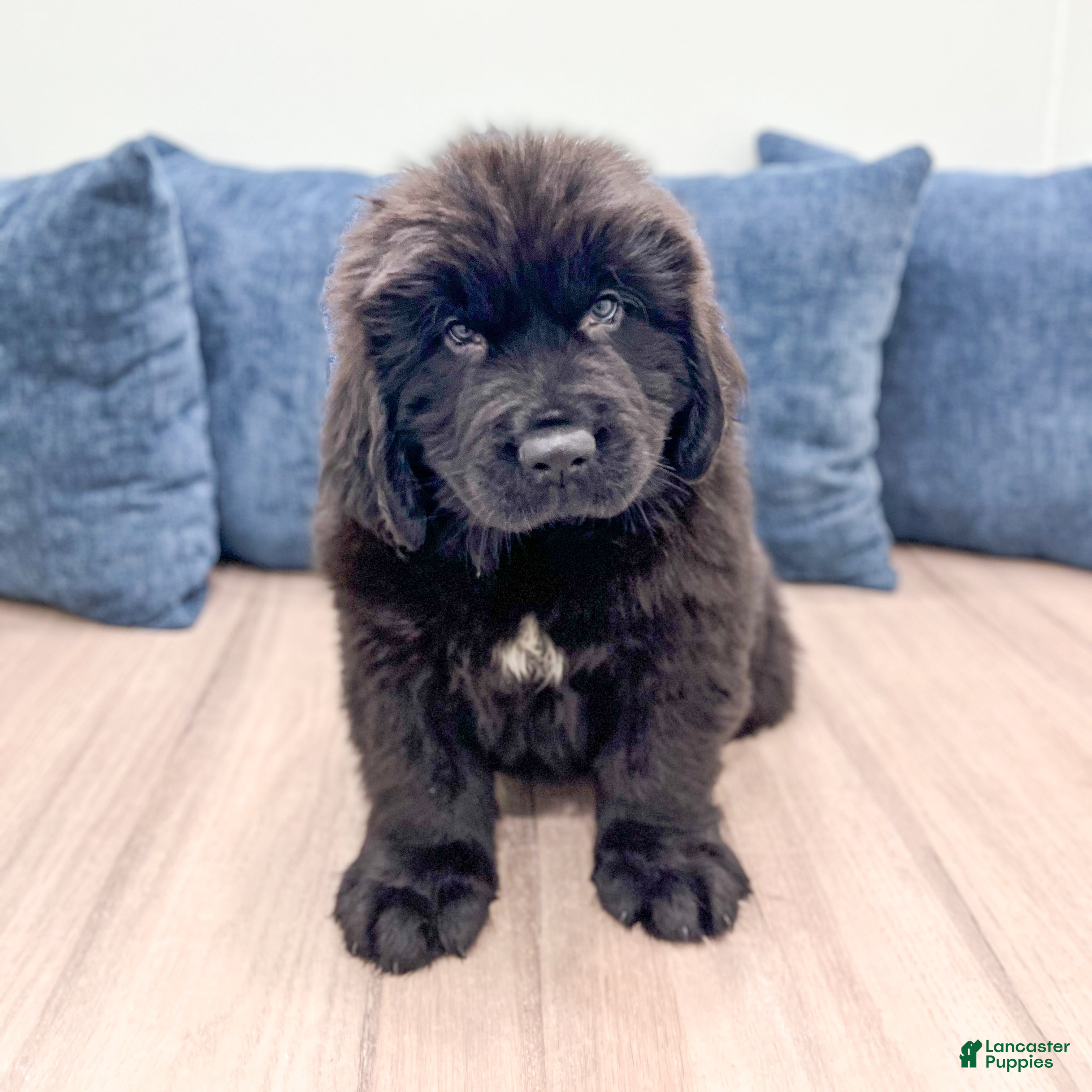 Newfoundland dogs Bruno - Ad 1