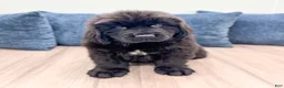 Newfoundland dogs for sale: Bruno - Ad 1