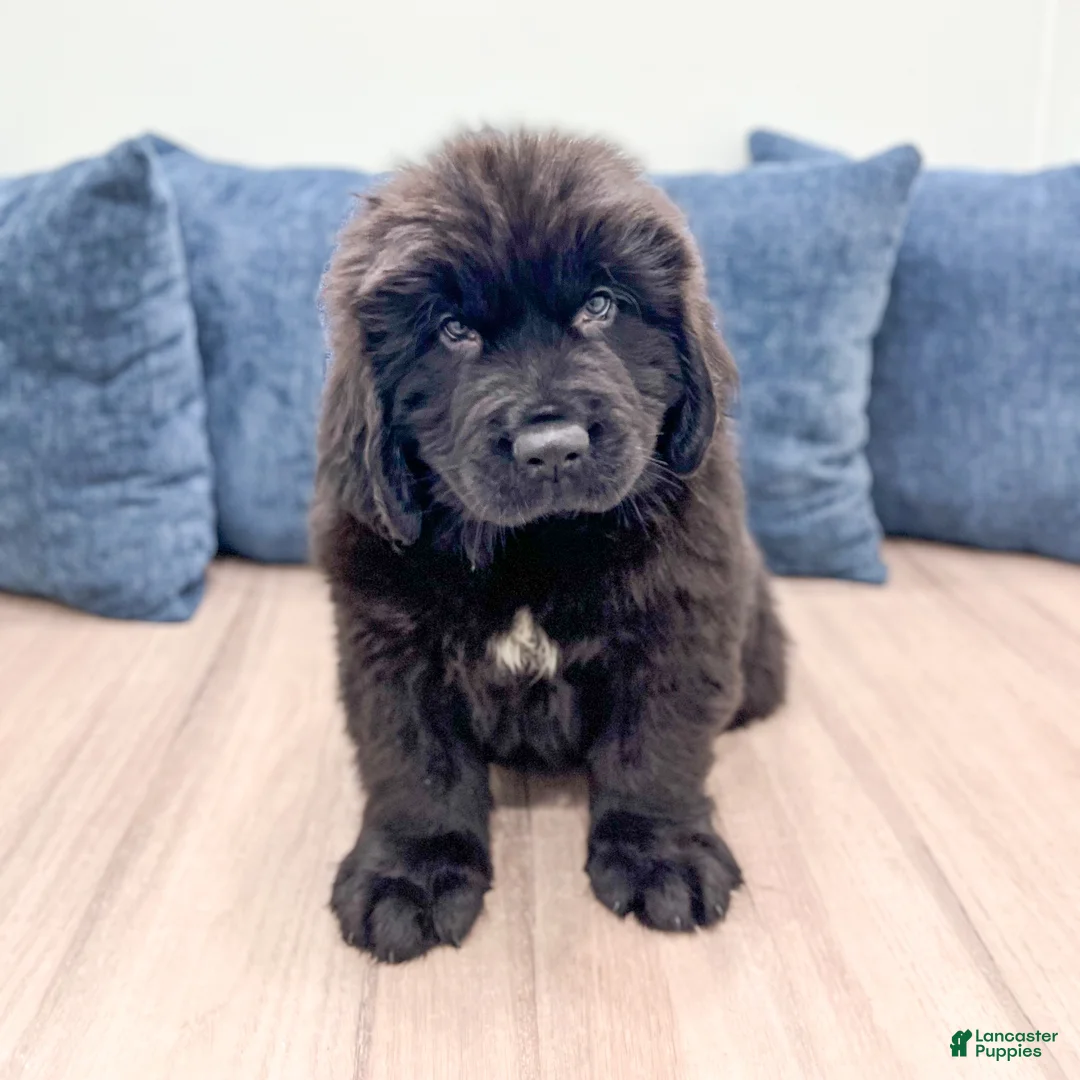 Newfoundland dogs for sale: Bruno - Ad 1
