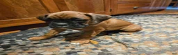 Boxer dogs for sale: Barkley  - Ad 7
