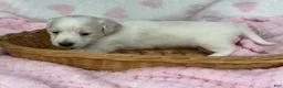 Miniature Dachshund dogs for sale: Pink collar girl - Ad 3