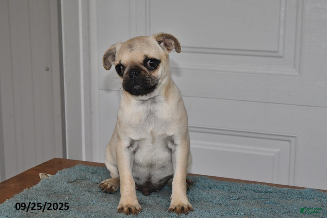 Pug dogs for sale: Wee Willy Winkie - Ad 13
