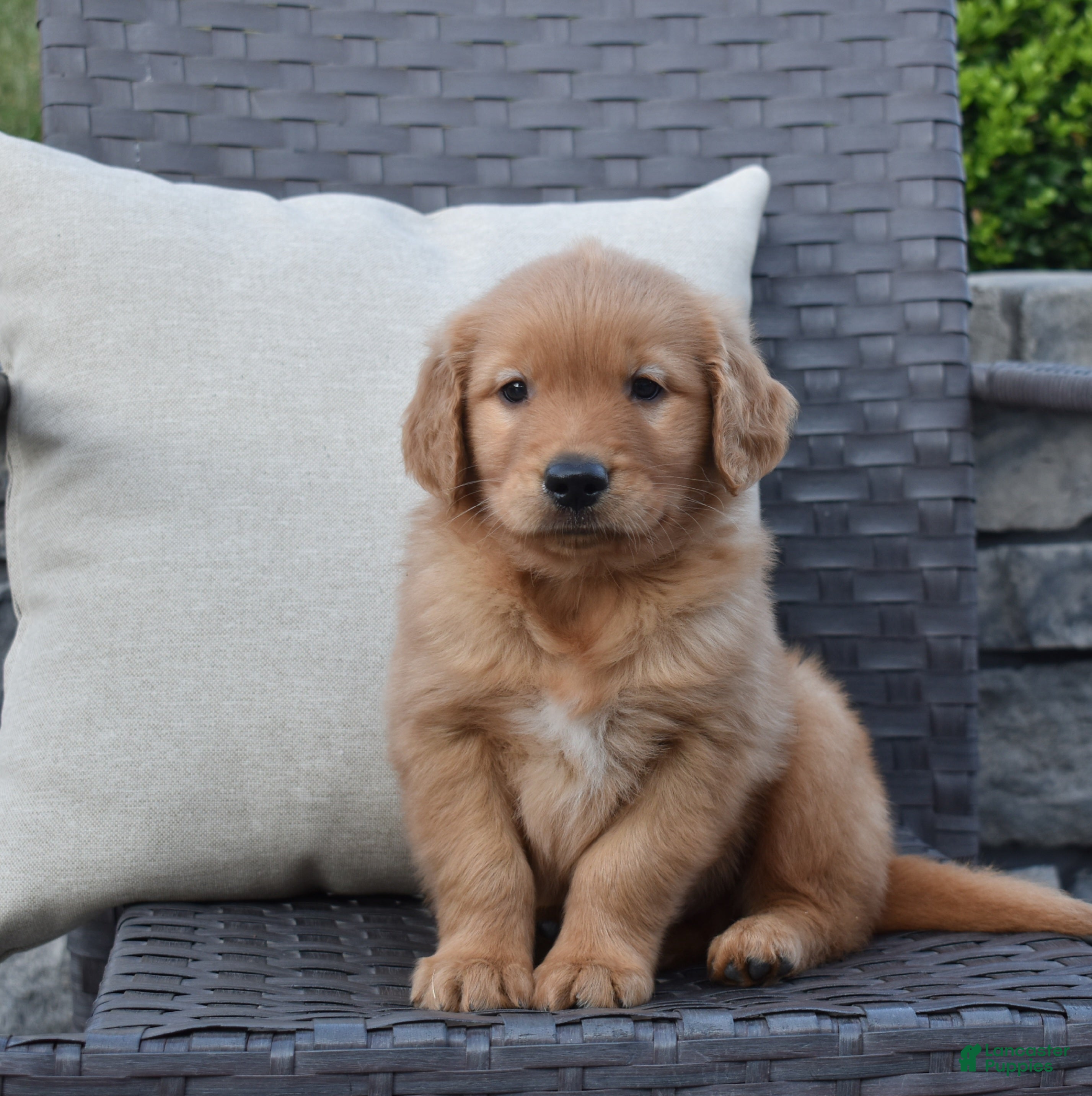 Golden Retriever dogs Kyle - Ad 1