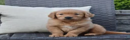 Golden Retriever dogs for sale: Kyle - Ad 1