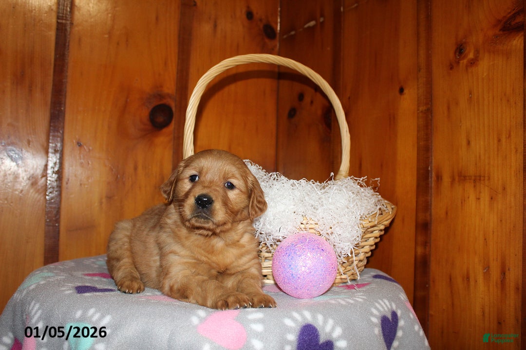 Golden Retriever dogs for sale: Clove  - Ad 3