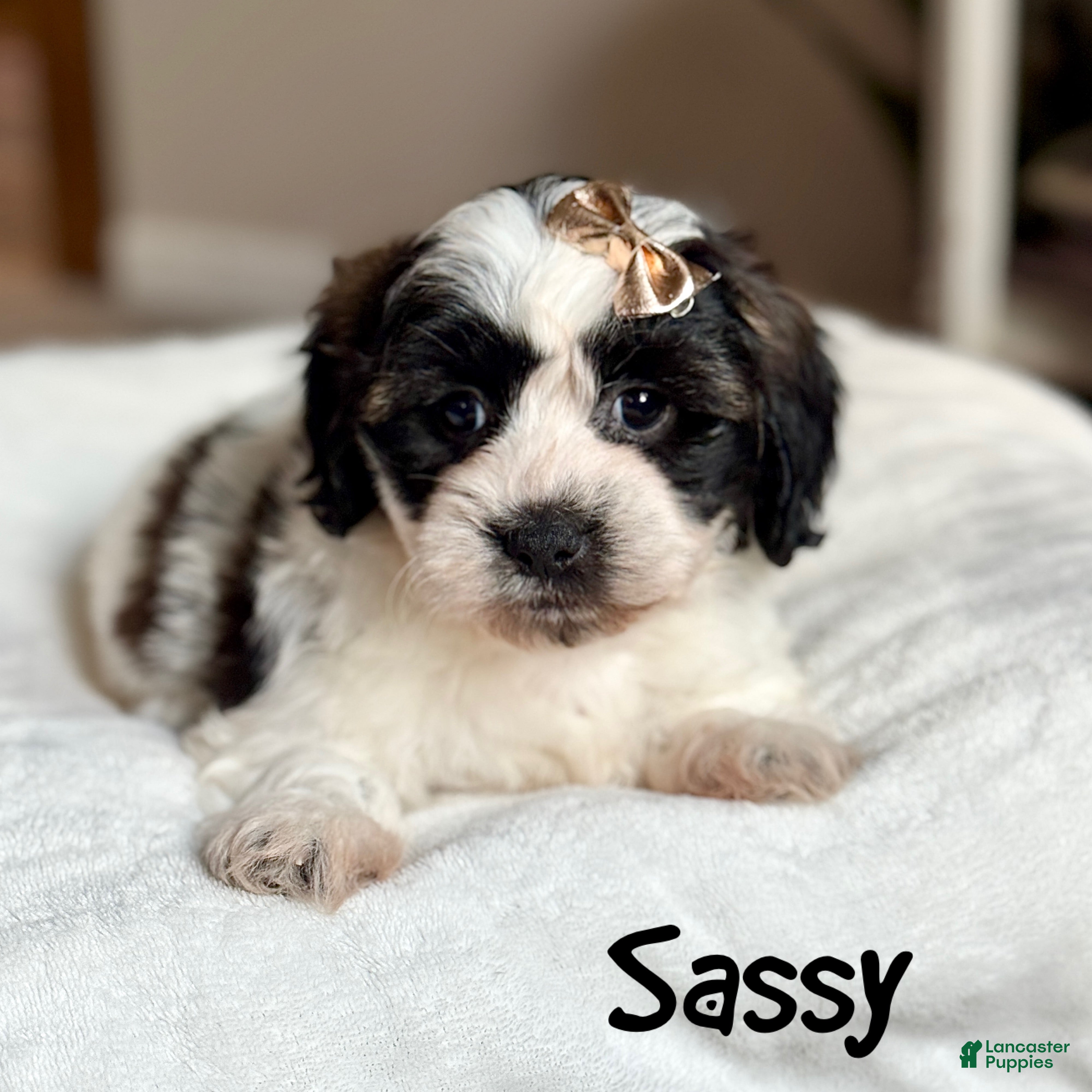 Teddy Bear dogs Sassy - Ad 5