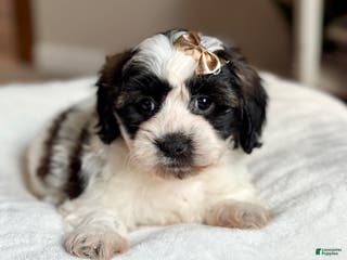 Teddy Bear dogs Sassy - Ad 18