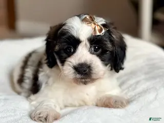 Teddy Bear dogs Sassy - Ad 41