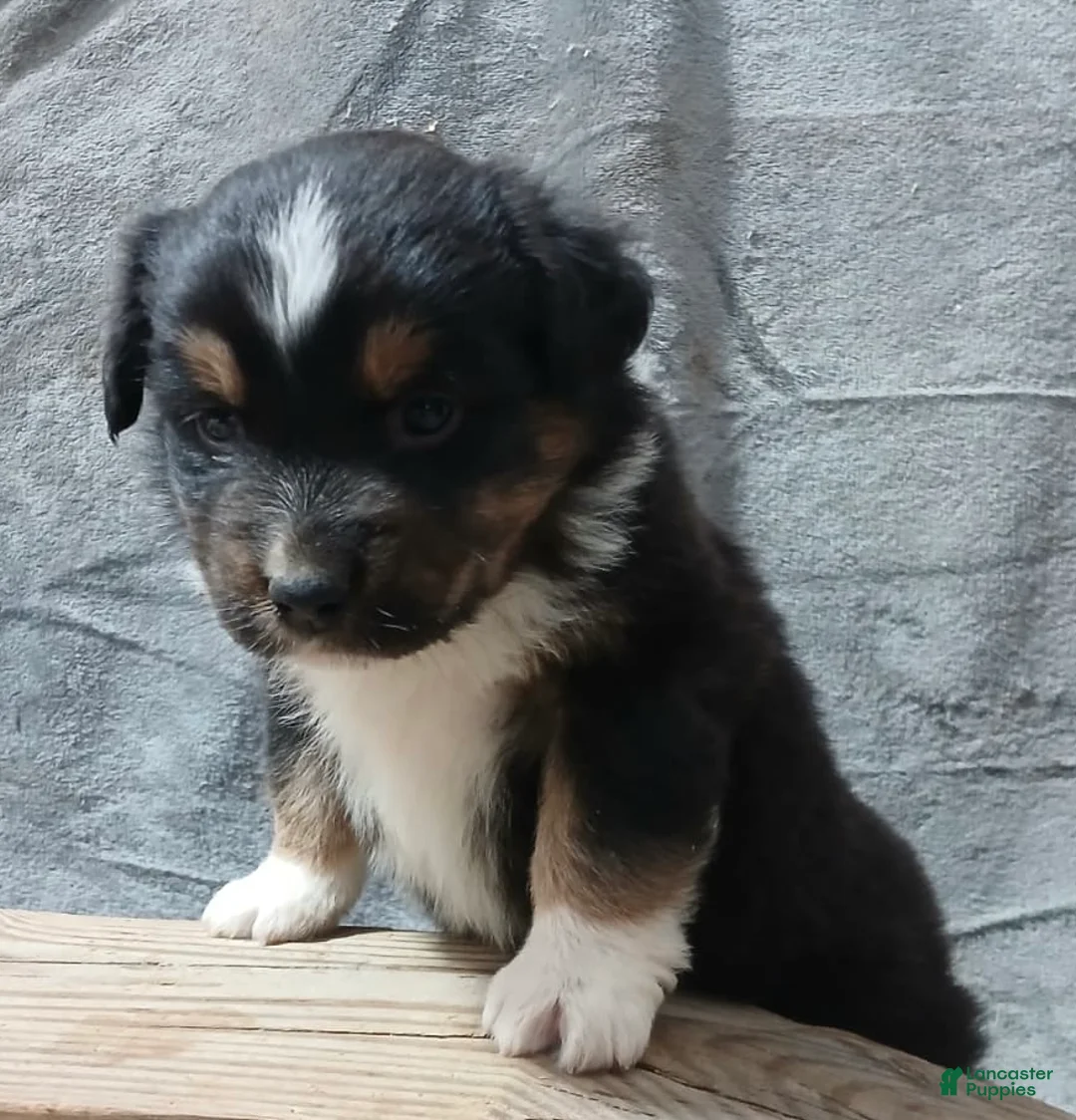 Australian Shepherd dogs for sale: Flynn - Ad 25