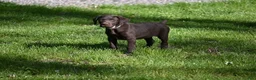 German Shorthaired Pointer dogs for sale: Buck - Ad 31