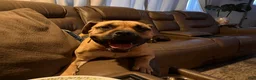 American Bully dogs for sale: Pumba - Ad 3