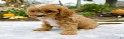 Cavapoo dogs for sale: Tori - Ad 3