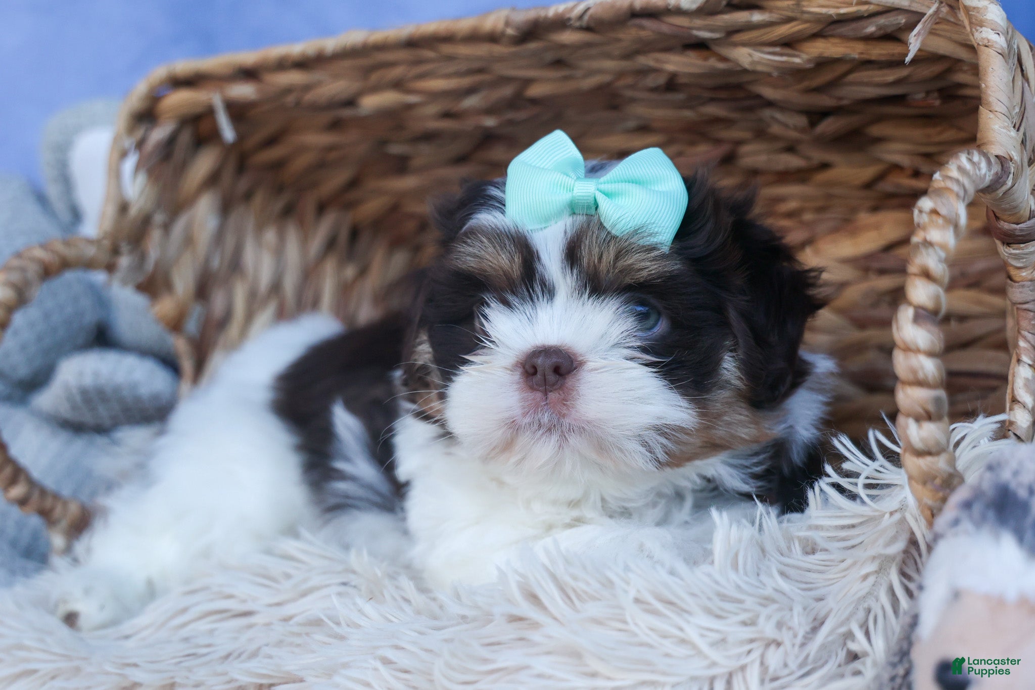 Shih Tzu dogs MOSES - Ad 1