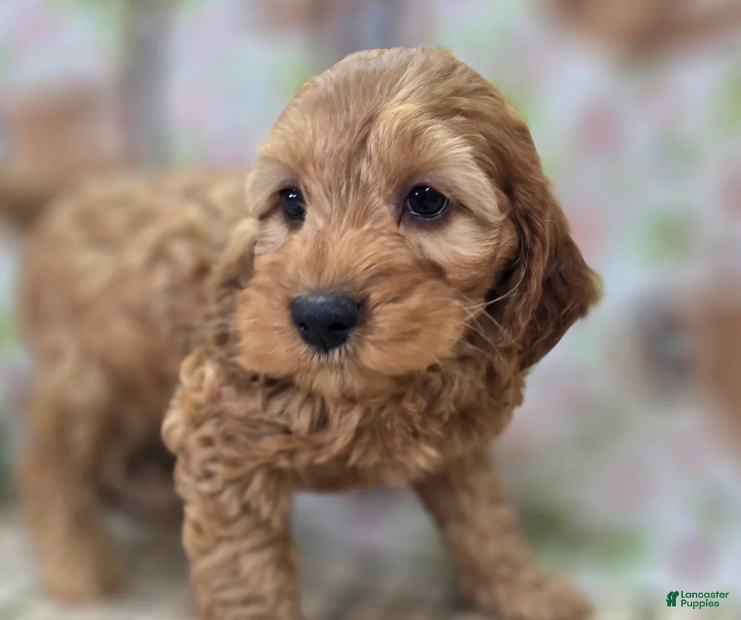 Cockapoo dogs for sale: Moonbow - Ad 2