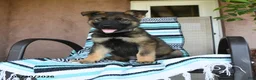 German Shepherd dogs for sale: Gunther - Ad 5