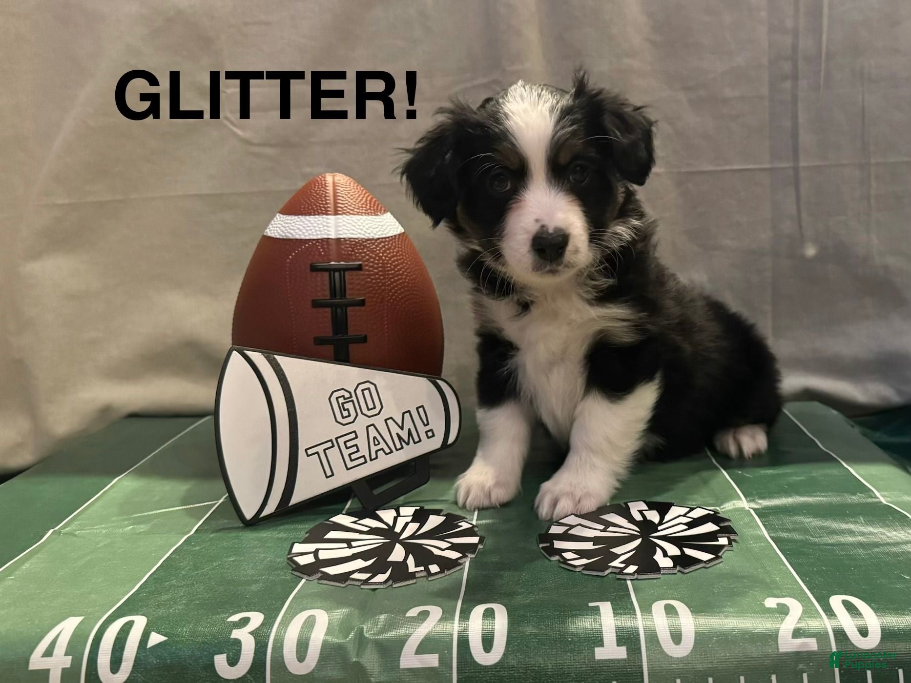 Miniature Australian Shepherd dogs Miniature Australian Shepherd 8 - Ad 1