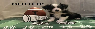 Miniature Australian Shepherd 8