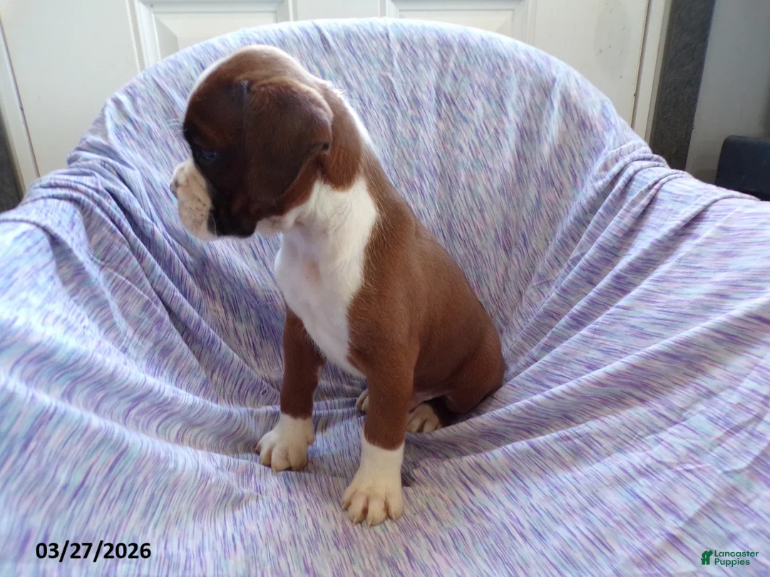 Boxer dogs for sale: Darcy - Ad 2