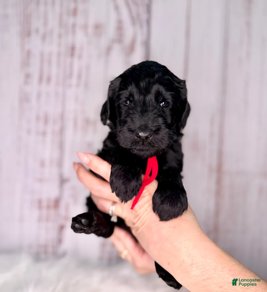 Goldendoodle dogs for sale: Goldendoodle Red - Ad 1