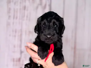 Goldendoodle dogs Goldendoodle Red - Ad 7