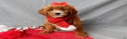 Mini Goldendoodle dogs for sale: Zoey - Ad 6
