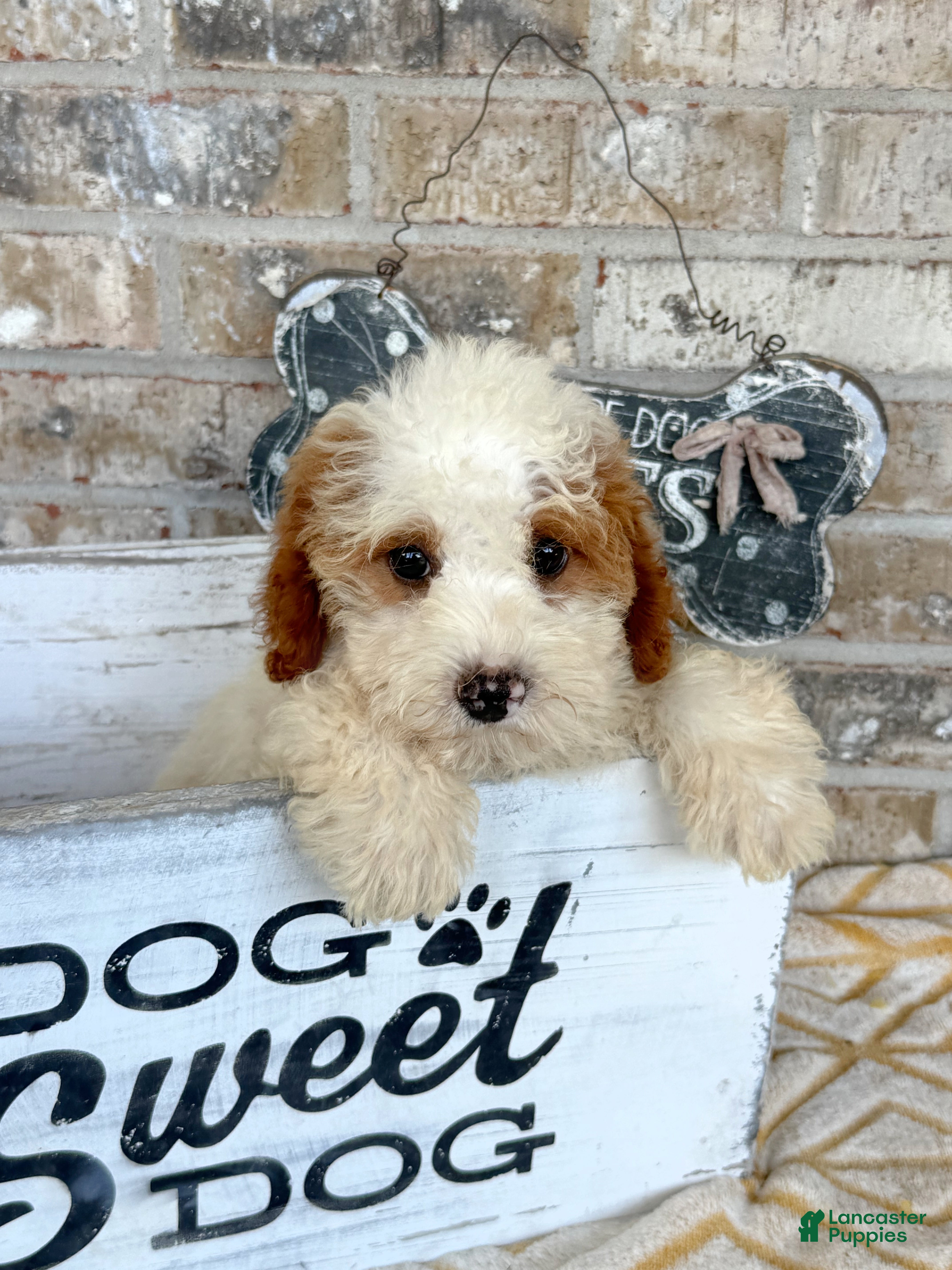 Mini Bernedoodle dogs Brook - Ad 20