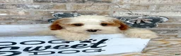 Mini Bernedoodle dogs for sale: Brook - Ad 4