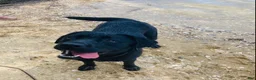 Labrador Retriever dogs for sale: Labrador Retriever Puppy 2 - Ad 4