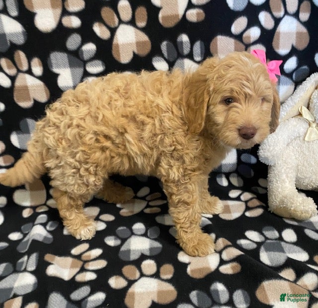Goldendoodle dogs Molly- genetic clear parents - Ad 2