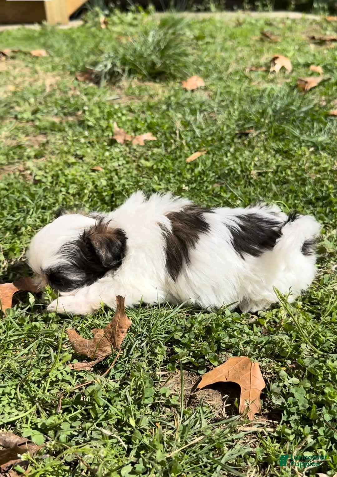 Gallery Image {{count}}