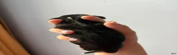 Cocker Spaniel dogs for sale: Atlas - Ad 2