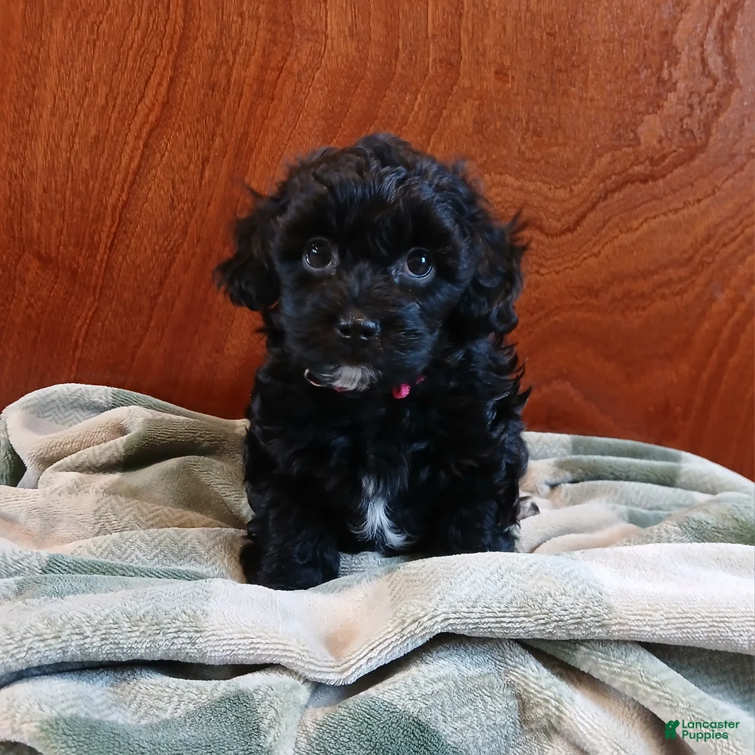 Mixed Breed dogs for sale: Willow  - Ad 2