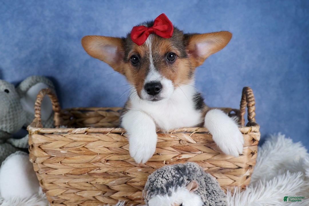 Welsh Corgi Pembroke dogs for sale: Leo - Ad 6