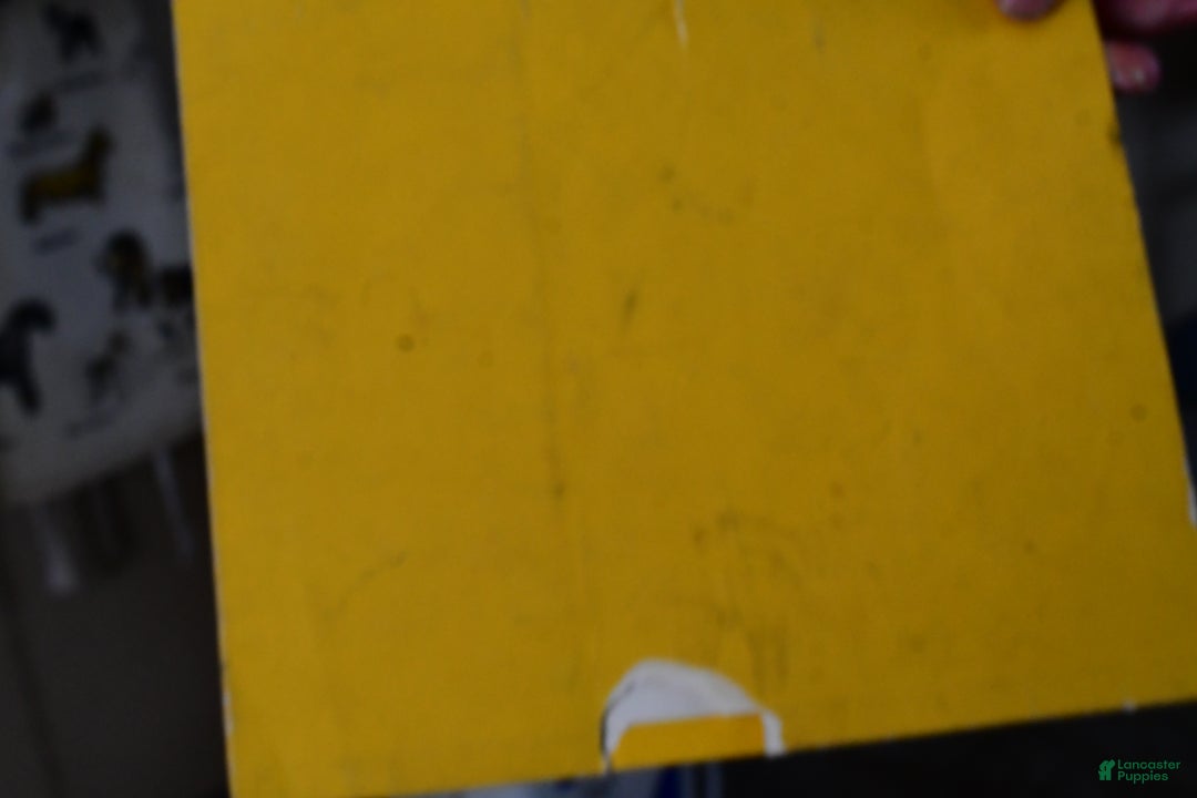 Shihpoo dogs for sale: Ian - Ad 13