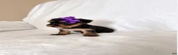 Yorkshire Terrier dogs for sale: Yorkshire Terrier 5 AKC Violet - Ad 1