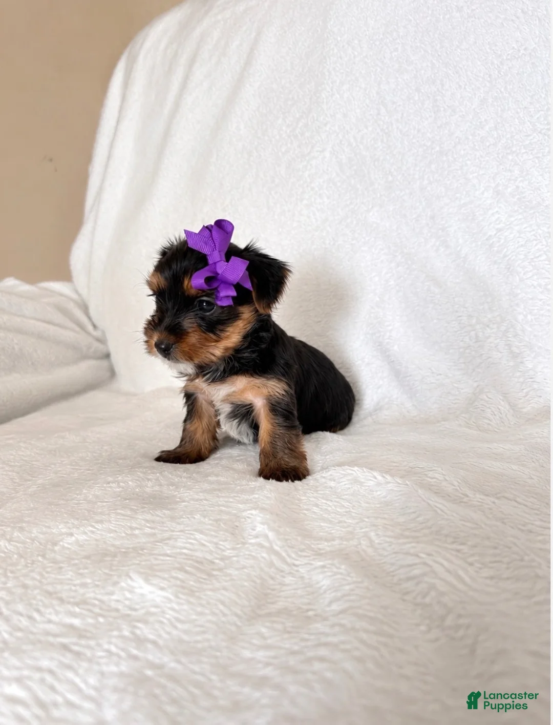 Yorkshire Terrier dogs for sale: Yorkshire Terrier 5 AKC Violet - Ad 1