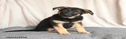 German Shepherd dogs for sale: Lucy - Ad 2