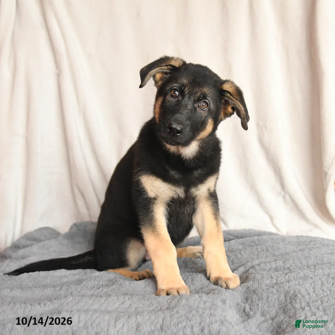 German Shepherd dogs for sale: Lucy - Ad 2