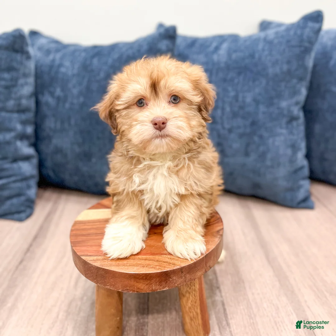 Havanese dogs for sale: Hunter - Ad 3