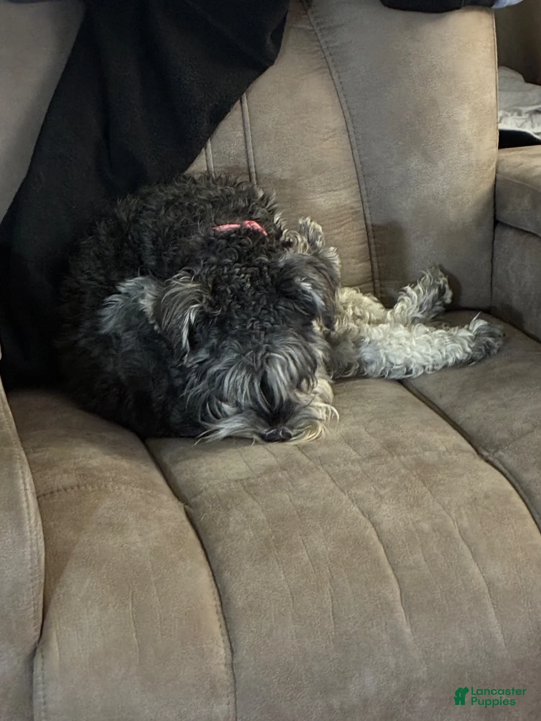Miniature Schnauzer dogs for sale: Miniature Schnauzer 1 - Ad 2