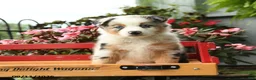 Australian Shepherd dogs for sale: Finn - Ad 3