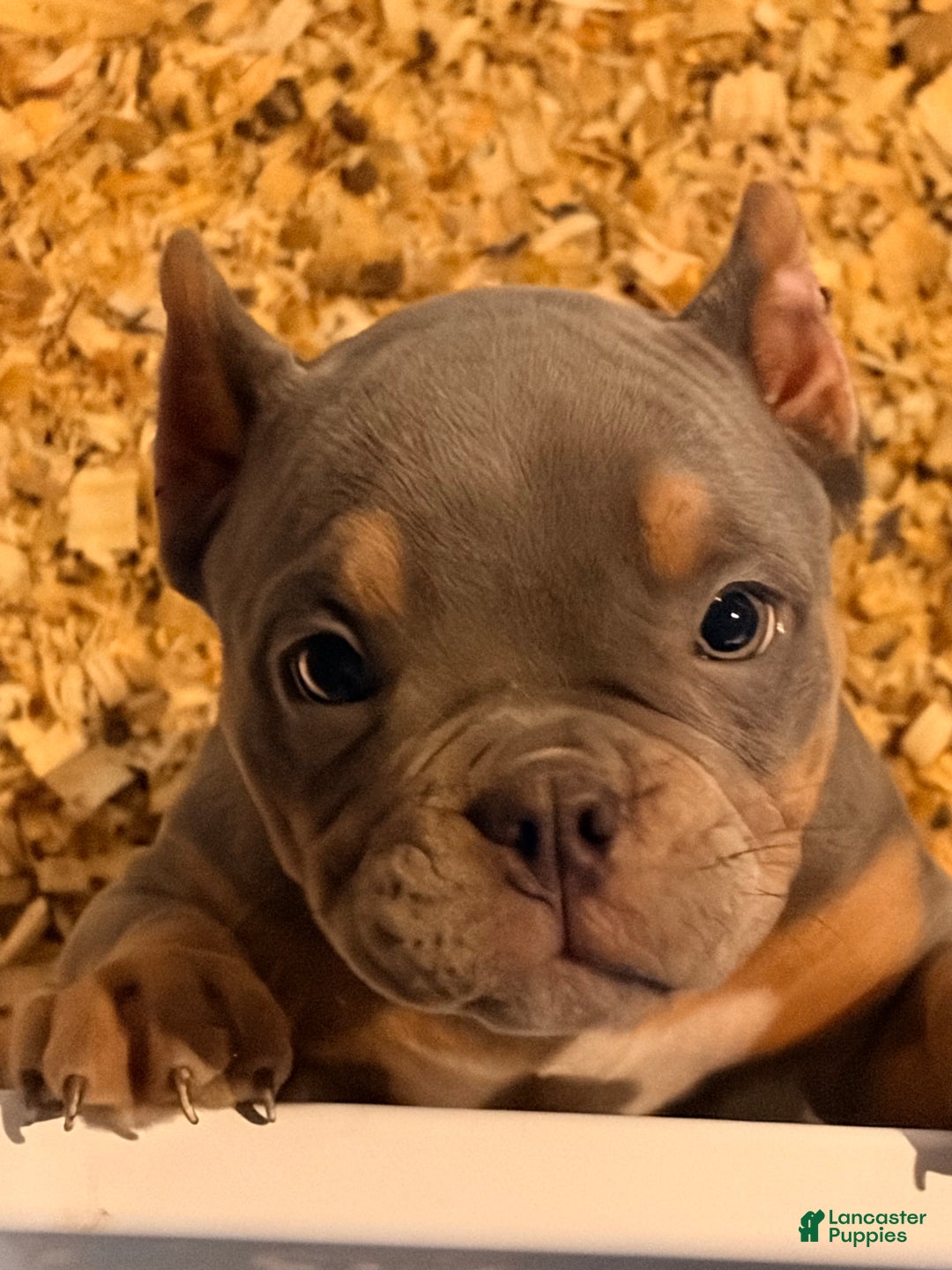 American Bully dogs for sale: American Bully Puppy 1 - Ad 1