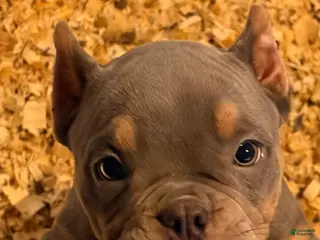 American Bully dogs American Bully Puppy 1 - Ad 3