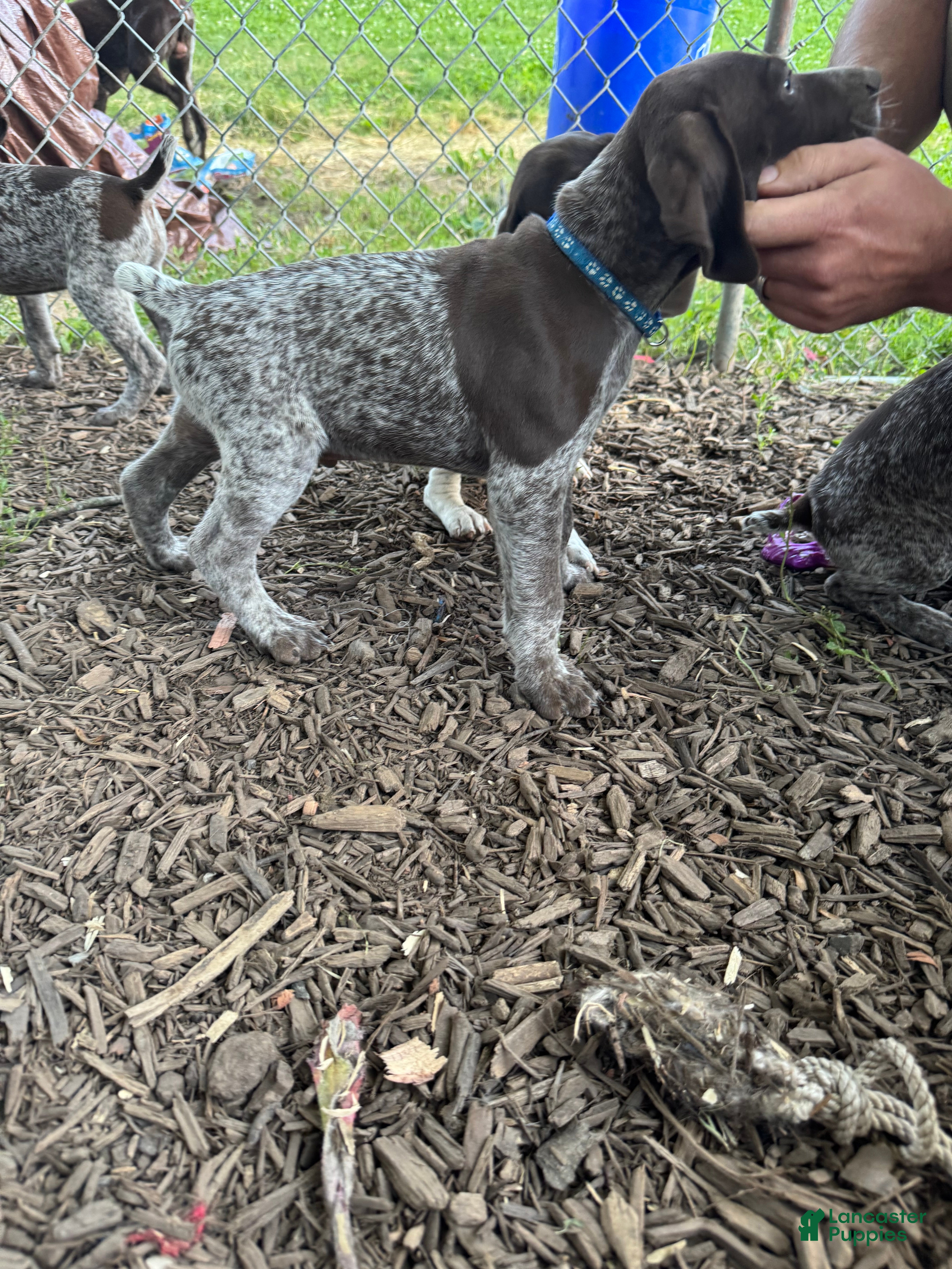 German Shorthaired Pointer dogs Dark Blue Boy - Ad 2