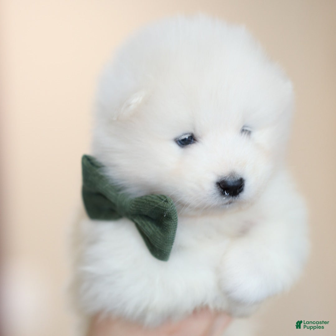 Samoyed dogs Sparki - Ad 1